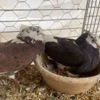 کفتر پرشی  جوجه و بزرگ‌