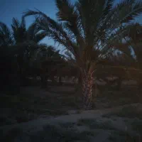 فروش نخل