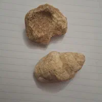 فسیل‌ صدف