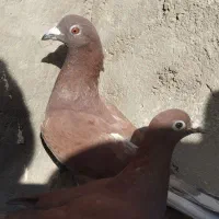 یک جفت کبوتر نرو ماده
