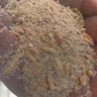 دونه خوراکی پرنده