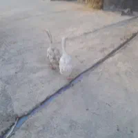 قاز|پرنده|تهران, شکوفه (عبدل آباد)|دیوار