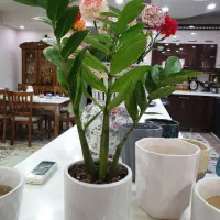 گل زیبا