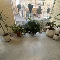 گل آپارتمانی