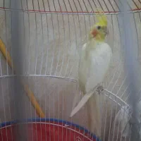 مرغ عروس