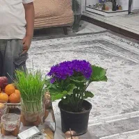 روفرشی کشدار