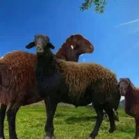 کنسانتره