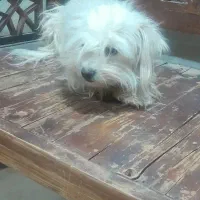 دو عددسگ پا کوتاه پشمالو نر و ماده