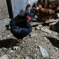 خروس سیاه