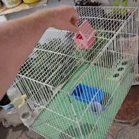 قفس پرنده