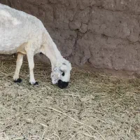 یک میش ویک بز