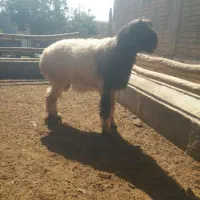 گوسفند بره کاوه هم داشت هم کشتنی درجه یک