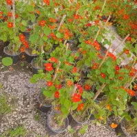 لادن کونیکا تویا گیاه کاج بنسای گل رز هلندی پامچال