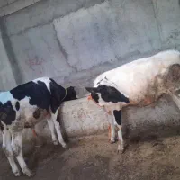 دو راس گوساله نر