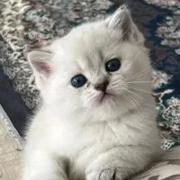*(گربه‌های) ملوس بریتیش و اسکاتیش