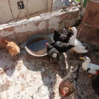مرغ محلی تخم گذار