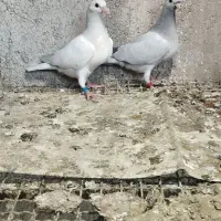 کبوتر