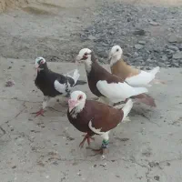 5عددپلنگ اسکندرون