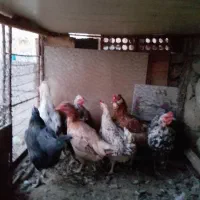 مرغ گلین