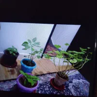 فروش گل