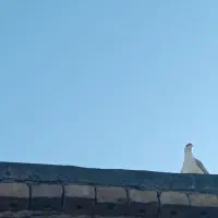2 تا جوجه شیر زرد خال سیاه دار