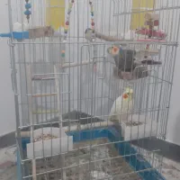 عروس هلندی