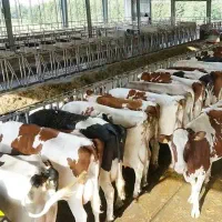 استخدام برای گاوداری