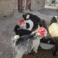بیگ ۱۶ راس ۱۰ نر ۶ ماده