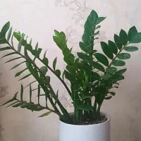 گل طبیعی زامفولیا