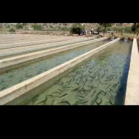 استخدام نیروی کاربلد پرورش ماهی