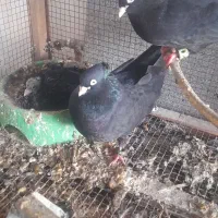 کبوتر زاغ آبادانی اصل با جوجه