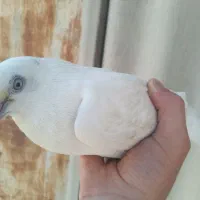 کفتر|پرنده|تهران, نازی‌آباد|دیوار