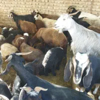 گوسفند چاق برا سربریدن