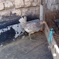 خروس سبرایت و نیمچه گلین