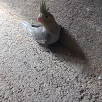 جوجه عروس هلندی و عروس هلندی و طوطی برزیلی