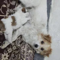 فروش 2 سگ