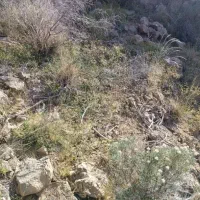 زیره سیاه محلی کوهستان‌های کرمان  امسال بسیارمعطر