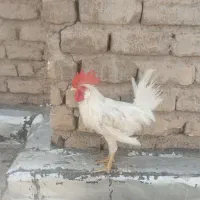 خروس
