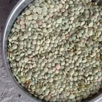 عدس تازه