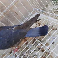 کبوتر