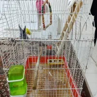 فروش پرنده