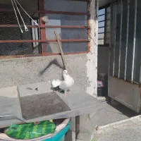 کبوتر