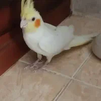 عروس ماده سالم و سرحال