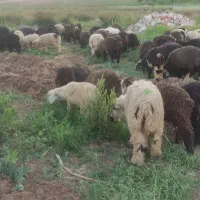 بره فروشی احمد