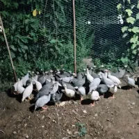 مرغ شاخدار
