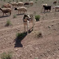 سگ گله