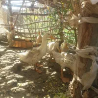 اردک|حیوانات مزرعه|زابل, |دیوار