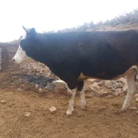 گوساله ماده پروار