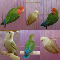 کوتوله برزیلی اوپال جفت