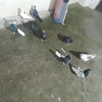 ۹عددهمشون هواکیر
